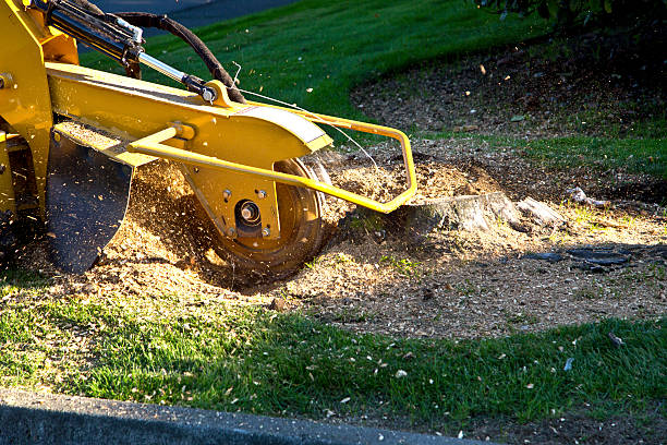 Lawn Drainage Solutions in Rochelle, IL